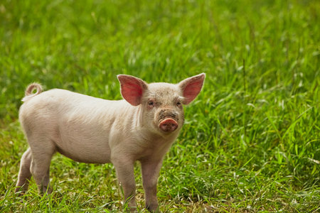 Eco pig farm in the field in Denmark. Cute pig in the pastureの写真素材