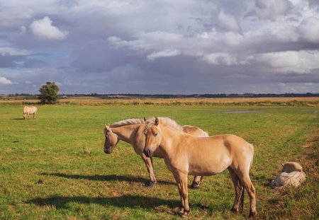 Beautiful thoroughbred horses with foal graze in the meadow at sunsetの写真素材