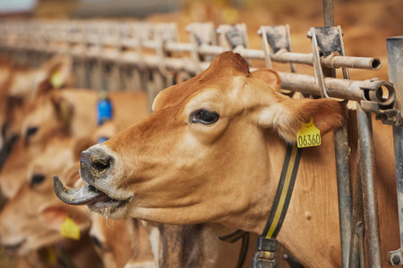 Cute curious Jersey cow on a farm in Denmark