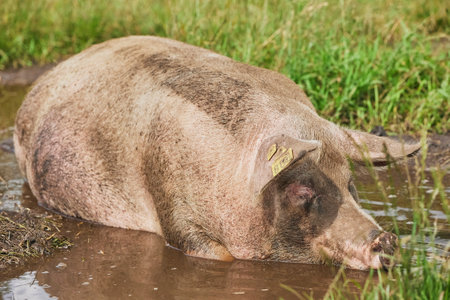 Eco pig farm in the field in Denmark. Pregnant sow in a puddleの写真素材