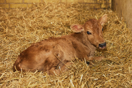 Cute newborn calf on a farm in Denmark close-upの写真素材