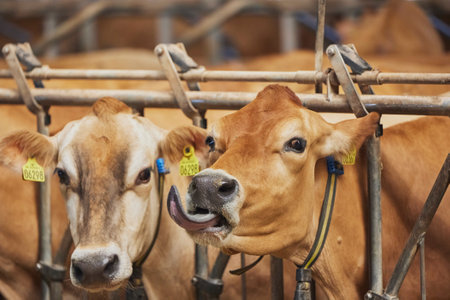 Cute curious Jersey cow on a farmの写真素材
