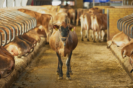 Cute Jersey cows on a farm in Denmark