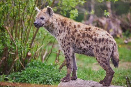 Close-up of a hyena at a tropical zoo in Denmarkの写真素材