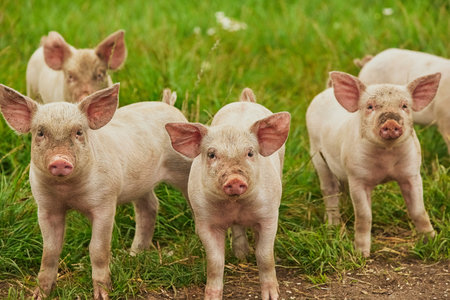 Eco pig farm in the field in Denmark. Cute piglets in the pastureの写真素材