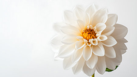 White dahlia flower isolated on white background with copy space.の素材