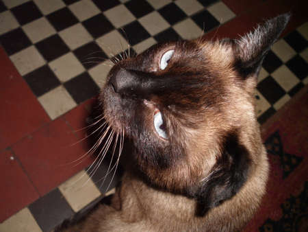 siamese catのeditorial素材