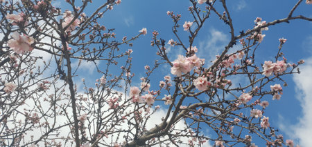 Blossoming branch of a peach tree against the blue sky.