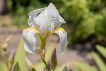 White flower on a blurred background
