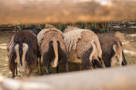 Four different colored sheep eating grass