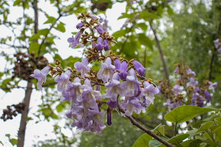 Flowers of a blooming paulownia tree, closeupの写真素材