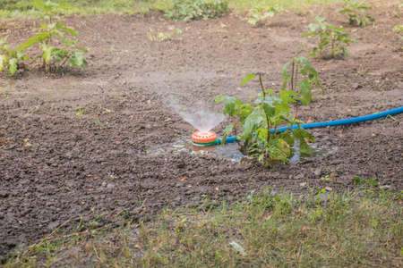 Garden hose with nozzle lying on wet groundの写真素材