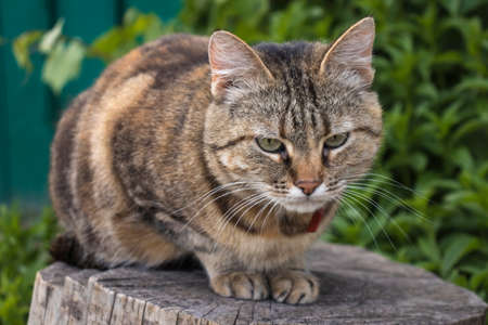 Multi-colored cat sitting on a wooden hempの写真素材