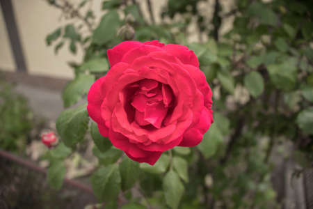 Rose, red, garden, growing on a green bushの写真素材