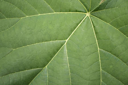 Large green leaf of a young paulownia treeの写真素材