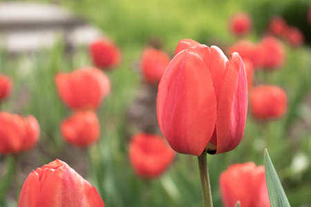 Red tulip close up on blurred backgroundの写真素材