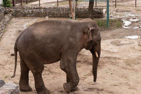 Large brown elephant on a background of sand close-up outdoorsの写真素材