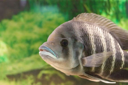 Zebra tilapia close-up in a large aquarium on a green background