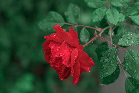 Red rose with water drops close-up outdoorsの写真素材