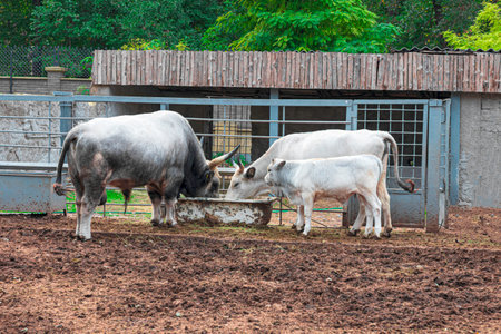 Gray bull with cow and calf eating hay and silage outdoors.の写真素材