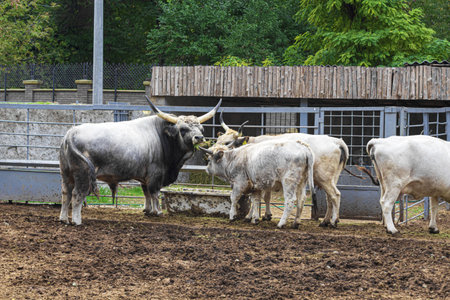 Gray bull with cow and calf eating hay and silage outdoors.の写真素材
