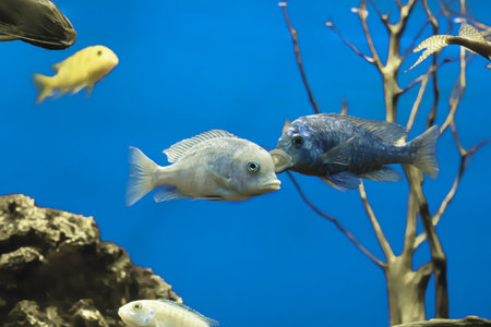 aquarium fish cichlid blue dolphin, close-up on a blue background.の写真素材