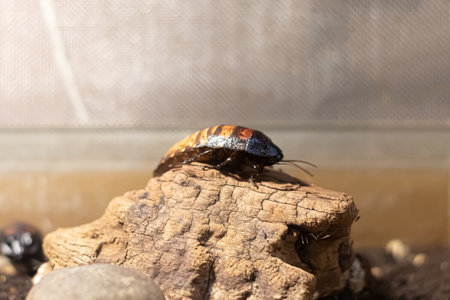 Madagascar multi-colored hissing cockroach sits on a tree fragment close-up.