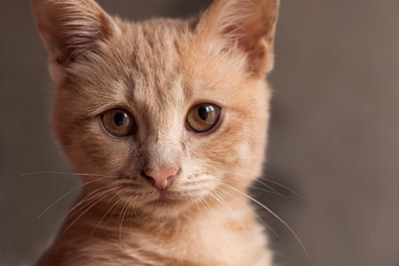 Portrait of a red cat looking at the lensの写真素材