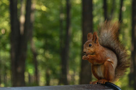 SQUIRREL IN THE AUTUMN PARKの写真素材
