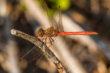 Red dragonfly on a branchの写真素材