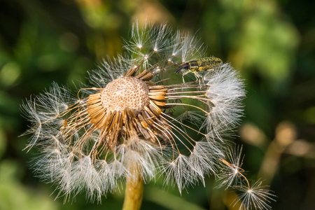Half-empty dandelion and insectの写真素材