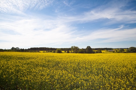 Bright yellow farmer crops 