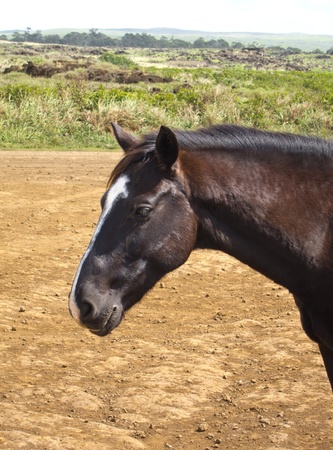 Free Running Horses staring, Easter Islandの写真素材
