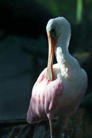 Spoonbill Portraitの写真素材
