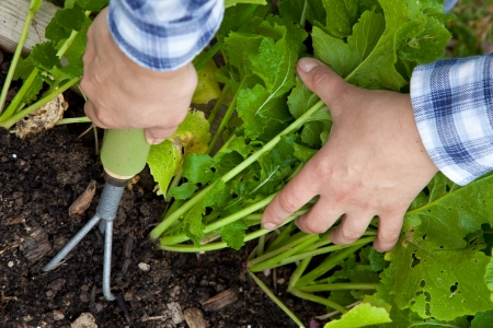 Weeding vegetable crops by hand with rakeの写真素材