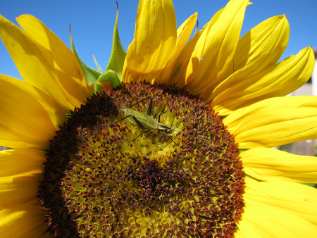 Green grasshopper eats and damages blooming sunflower closeupの写真素材
