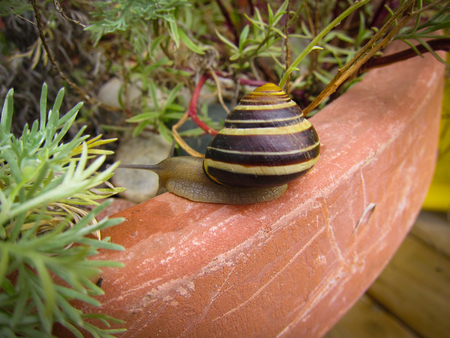 Freshwater garden snail slug slowly crawls on the rock closeupの写真素材