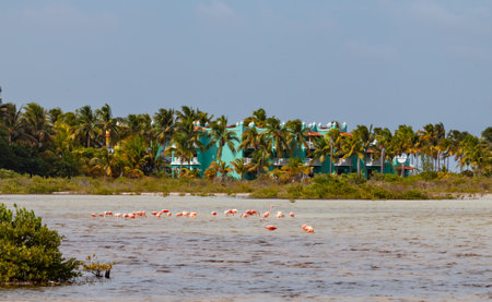 Group of hunting pink flamingos in the lagoon wetland waters, hazy summer day, Cayo Guillermo, Cubaの写真素材