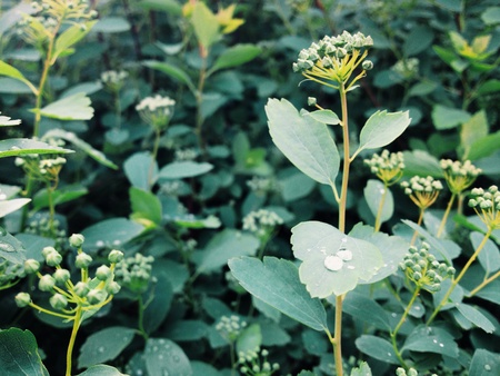 Spring plants after rain.の素材