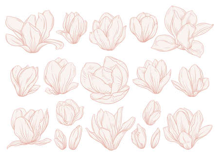 Set of magnolia flowers on white background. Floral drawings in beige colors, sketch style. Elements for wedding invitation, greeting card, textile, other designs. Vector illustration.のイラスト素材