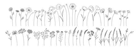 Wildflowers set, line style hand drawn flowers. Meadow herbs, wild plants, botanical elements for design projects. Vector illustration.のイラスト素材