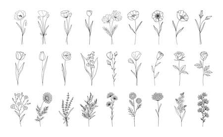 Floral set, line style hand drawn flowers. Poppy, rose, lily of the valley, lavender, chamomile and other botanical elements for design projects. Vector illustration.のイラスト素材