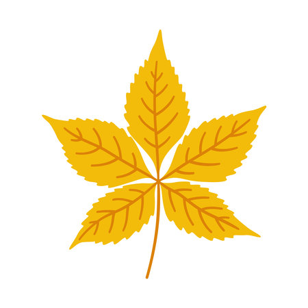 Virginia creeper autumn leaf on white background. Warm colors of fall, vector illustration in yellow color for design.のイラスト素材