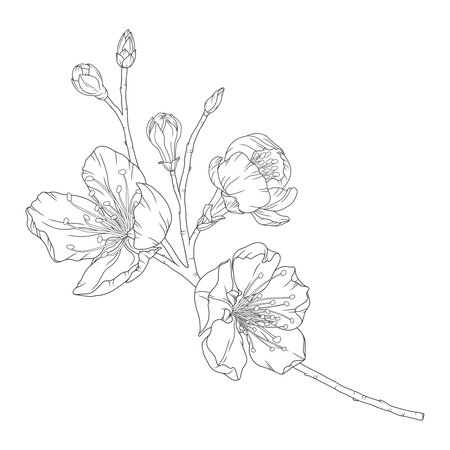 Apricot branch with blossom flowers and buds, vector illustration. Sketch of spring fruit tree blooming branch, line art styleのイラスト素材