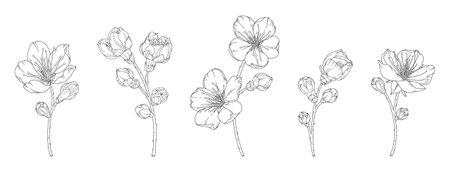 Set of apricot branches with blossom flowers and buds, vector illustration. Sketch of spring fruit tree blooming branch, line art styleのイラスト素材