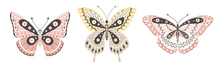 Butterfly set, three elements, vector illustration. Colorful wings with abstract ornament, front view, a symbol for tattoo design. Summer background, fly insectのイラスト素材