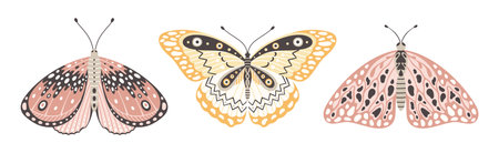 Colorful butterflies and moths, a set of three vector illustrations. Cute wings with abstract ornament, front view. Elements for tattoo design. summer backgroundのイラスト素材