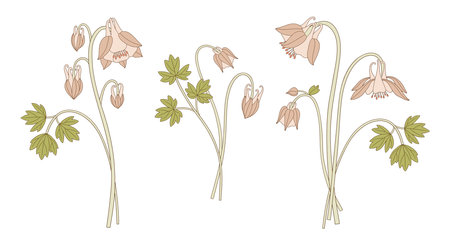 Set of bright aquilegia bouquets. Bunches of blooming wildflowers with leaves, perennial wild plants. Botanical hand-drawn elements for design projects. Vector illustrationのイラスト素材