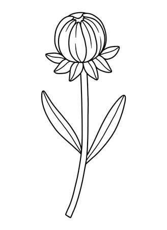 Closed wildflower round bud, line art style. Blooming wild plant coreopsis, meadow flower, contour. Botanical elements for design projects, ink outline. Detailed floral vector illustrationのイラスト素材