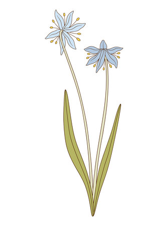 Bouquet of two blue snowdrops, perennial flowers with leaves. Bunch of blooming spring wild plants. Botanical hand-drawn elements for design projects. Vector illustrationのイラスト素材
